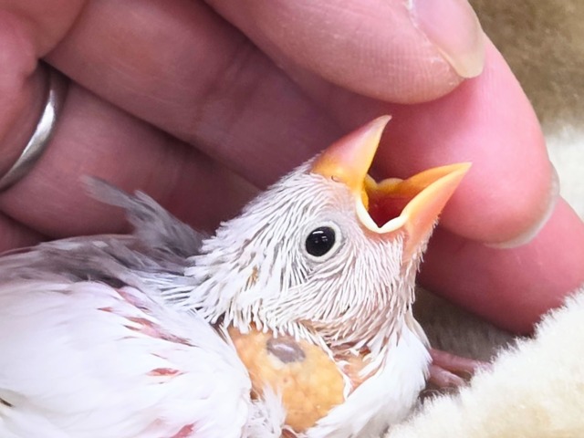 ブブんがぁ~~ 文っ♨ 白文鳥~~ 白文鳥