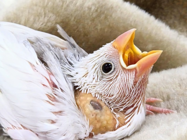 ブブんがぁ~~ 文っ♨ 白文鳥~~ 白文鳥