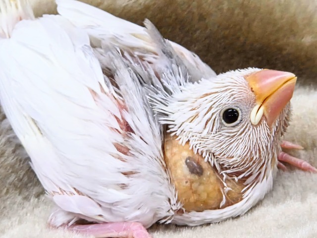 白文鳥
