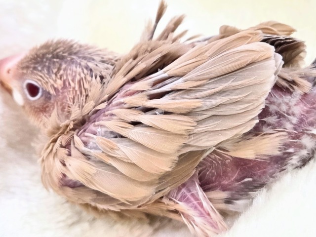 シナモン文鳥