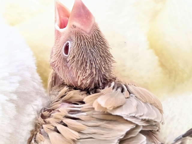 みえる♨ヌシさんがデレる姿が♩ シナモン文鳥~~ シナモン文鳥