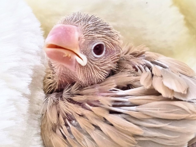 みえる♨ヌシさんがデレる姿が♩ シナモン文鳥~~ シナモン文鳥