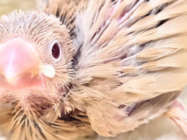 みえる♨ヌシさんがデレる姿が♩ シナモン文鳥~~ シナモン文鳥