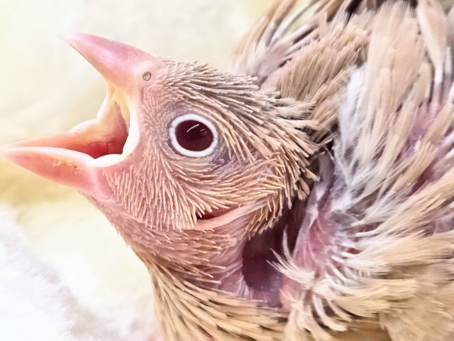 みえる♨ヌシさんがデレる姿が♩ シナモン文鳥~~ シナモン文鳥