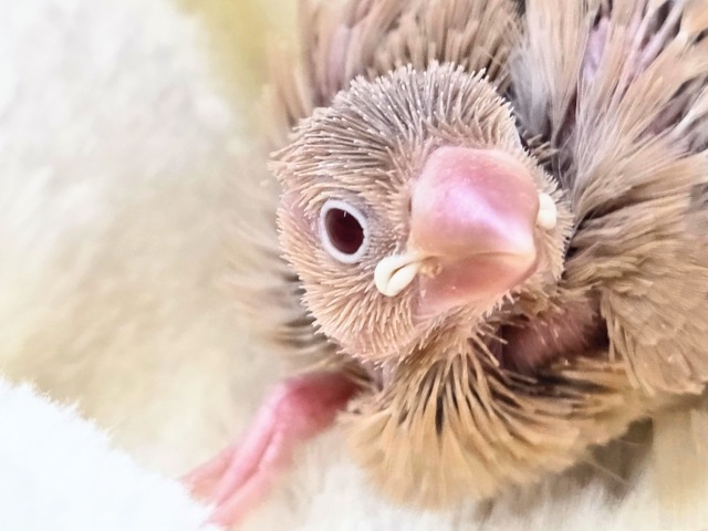 シナモン文鳥