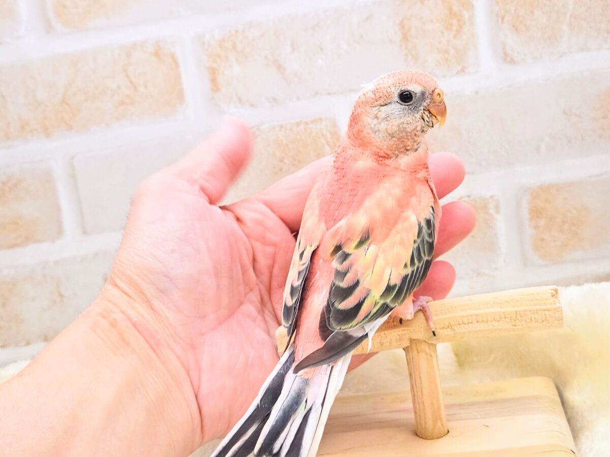 アキクサインコ（秋草インコ）