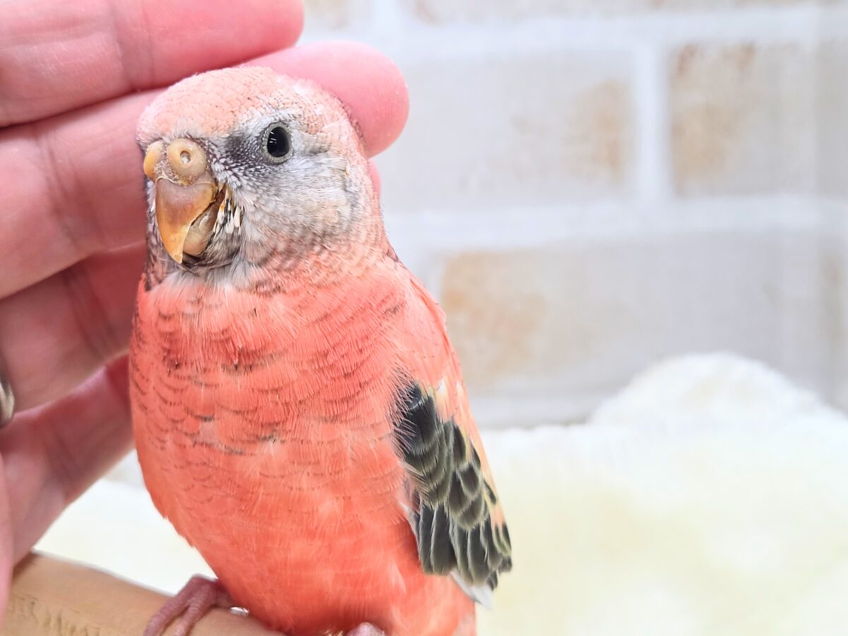 アキクサインコ（秋草インコ）