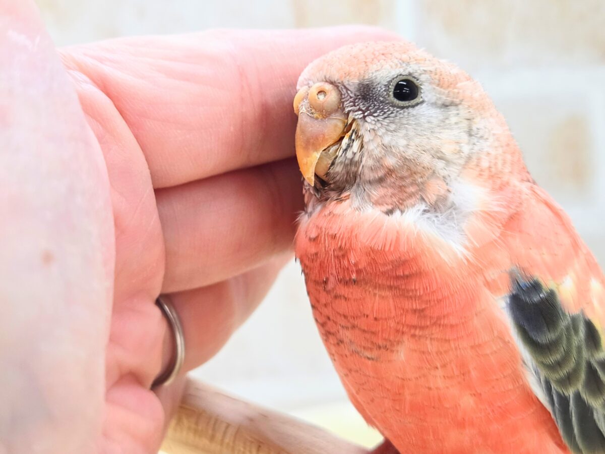 アキクサインコ（秋草インコ）