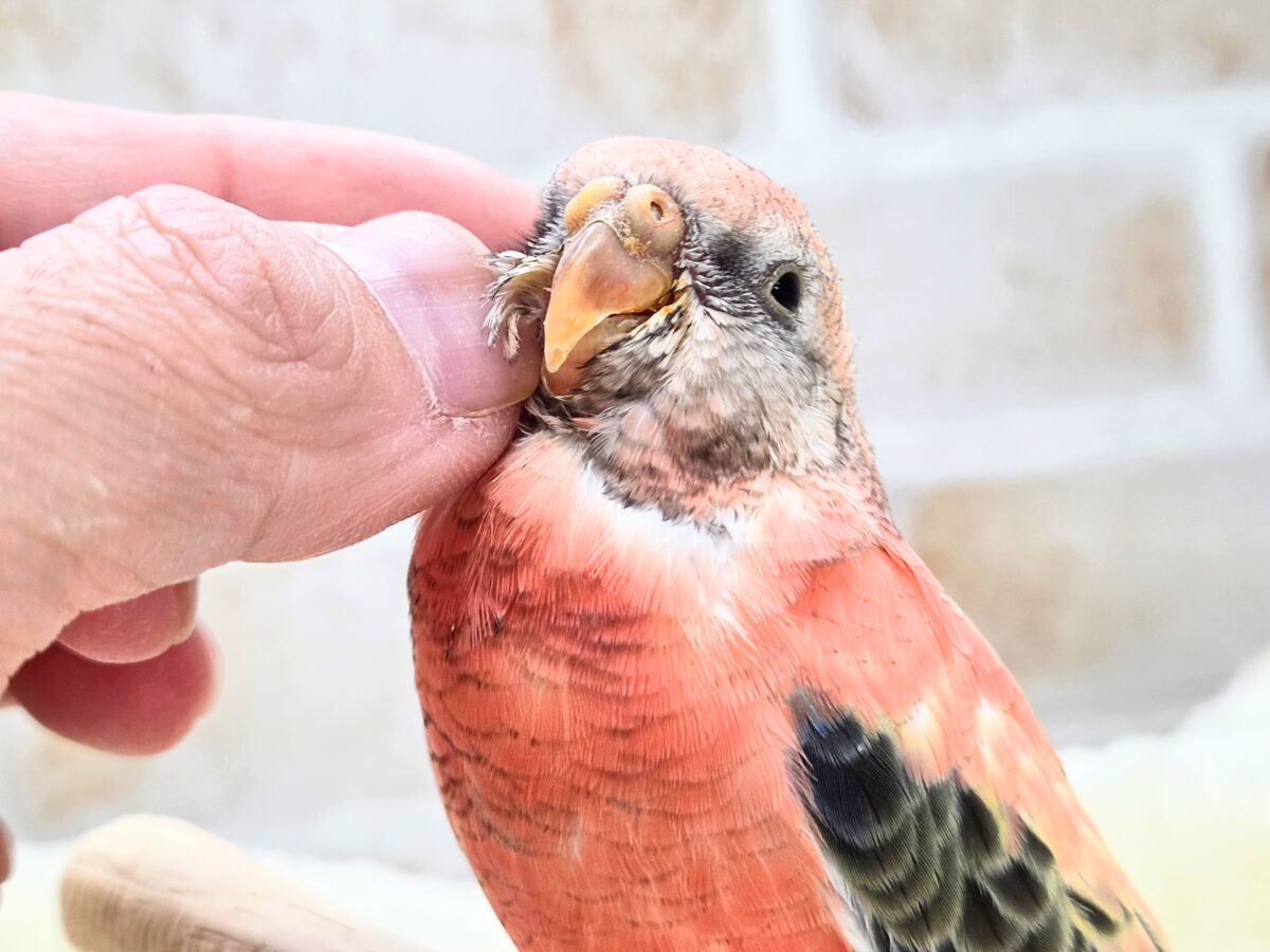 アキクサインコ（秋草インコ）