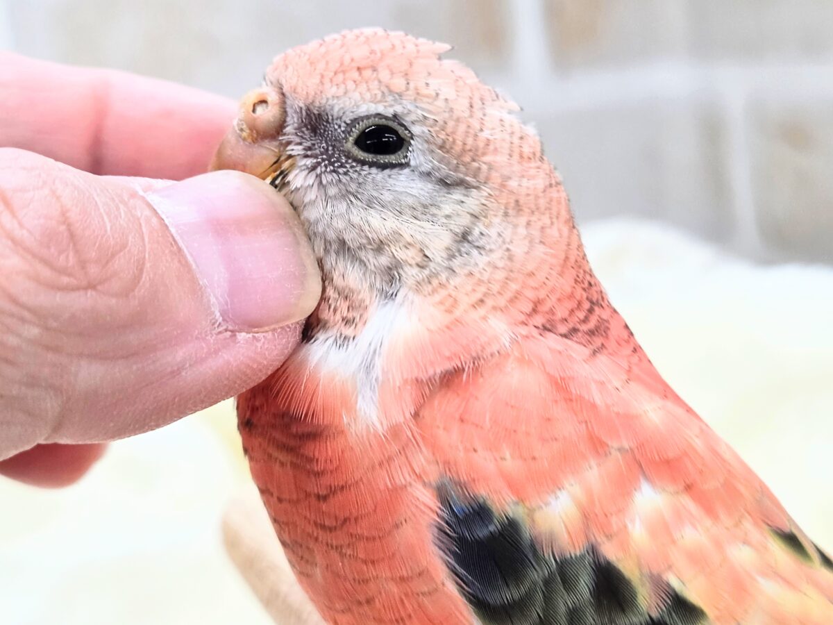 アキクサインコ（秋草インコ）