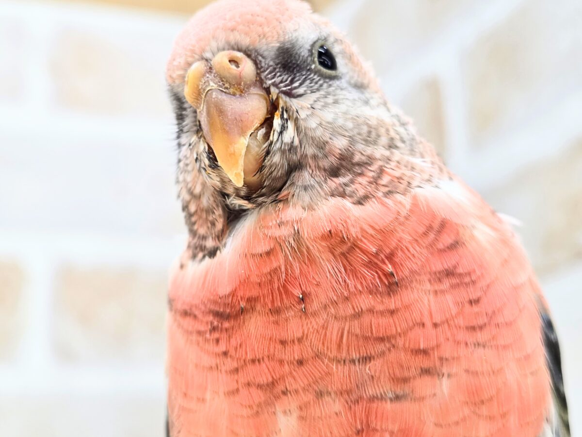 アキクサインコ（秋草インコ）