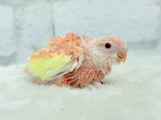 【最新画像更新🪄ひとり餌になりました☆】透明感たっぷり♡高嶺の存在感🌷アキクサインコ(ルビノー) ヒナ アキクサインコ(秋草インコ)
