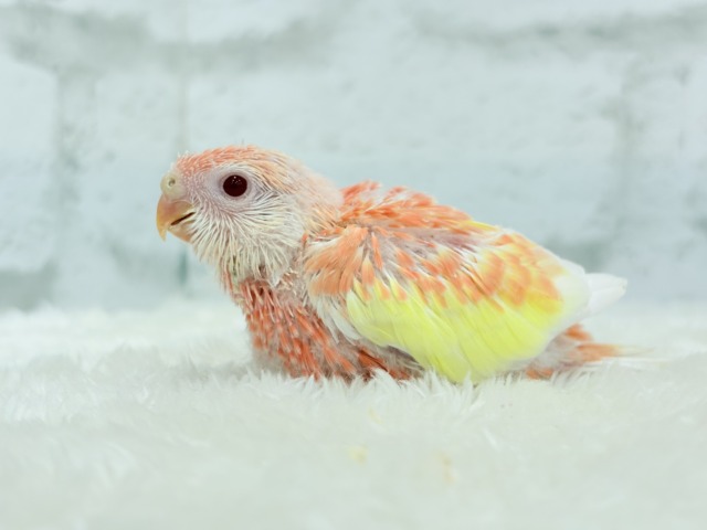 【最新画像更新🪄ひとり餌になりました☆】透明感たっぷり♡高嶺の存在感🌷アキクサインコ(ルビノー) ヒナ アキクサインコ(秋草インコ)