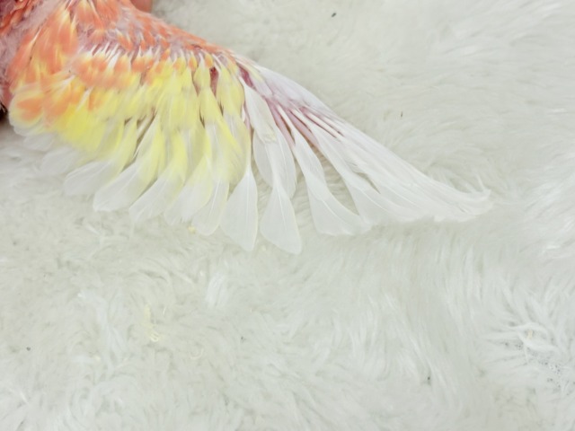 【最新画像更新🪄ひとり餌になりました☆】透明感たっぷり♡高嶺の存在感🌷アキクサインコ(ルビノー) ヒナ アキクサインコ(秋草インコ)