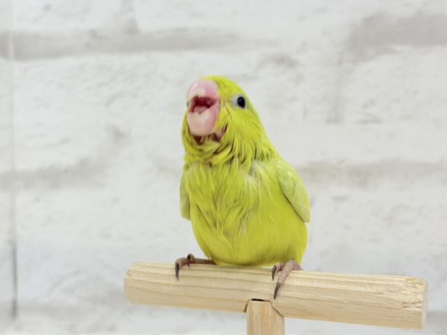 【最新画像・動画更新🪄ひとり餌になりました☆】大食い女王の座は譲らないっ🐣👑マメルリハ(アメリカンイエロー) 女の子 ヒナ マメルリハ