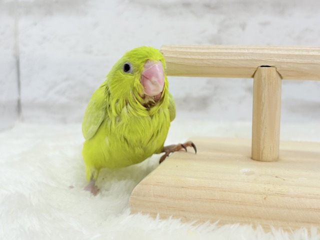 【最新画像・動画更新🪄ひとり餌になりました☆】大食い女王の座は譲らないっ🐣👑マメルリハ(アメリカンイエロー) 女の子 ヒナ マメルリハ
