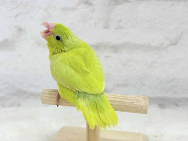 【最新画像・動画更新🪄ひとり餌になりました☆】大食い女王の座は譲らないっ🐣👑マメルリハ(アメリカンイエロー) 女の子 ヒナ マメルリハ