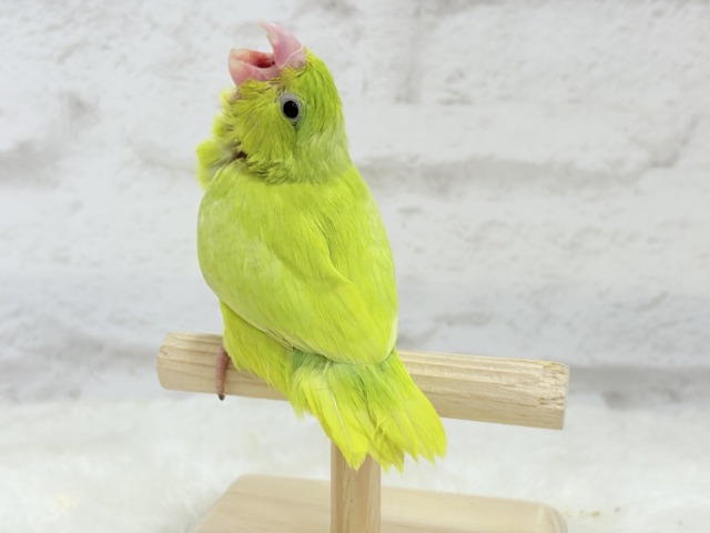 【最新画像・動画更新🪄ひとり餌になりました☆】大食い女王の座は譲らないっ🐣👑マメルリハ(アメリカンイエロー) 女の子 ヒナ マメルリハ