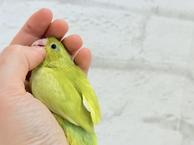 【最新画像・動画更新🪄ひとり餌になりました☆】大食い女王の座は譲らないっ🐣👑マメルリハ(アメリカンイエロー) 女の子 ヒナ マメルリハ