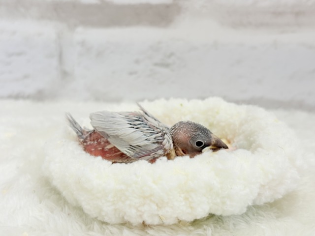 【最新画像更新🪄ひとり餌になりました☆】未来はゴージャス文鳥さっ🕊🩶シルバー文鳥 ヒナ シルバー文鳥