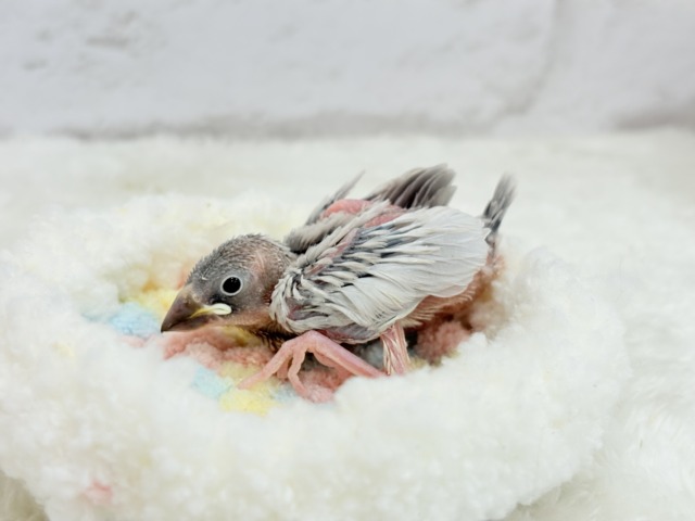 【最新画像更新🪄ひとり餌になりました☆】未来はゴージャス文鳥さっ🕊🩶シルバー文鳥 ヒナ シルバー文鳥