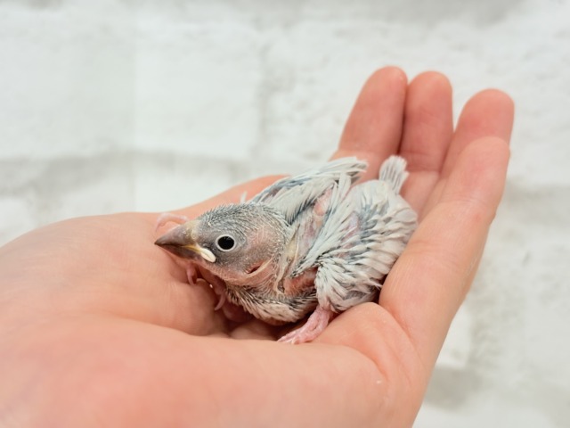 【最新画像更新🪄ひとり餌になりました☆】未来はゴージャス文鳥さっ🕊🩶シルバー文鳥 ヒナ シルバー文鳥