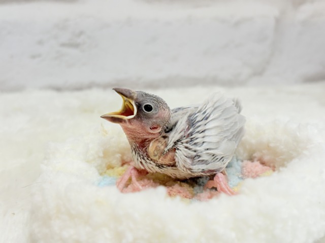 【最新画像更新🪄ひとり餌になりました☆】未来はゴージャス文鳥さっ🕊🩶シルバー文鳥 ヒナ シルバー文鳥