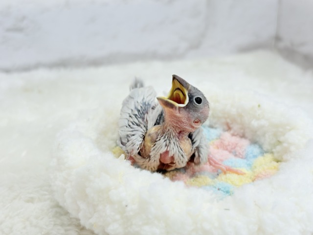 【最新画像更新🪄ひとり餌になりました☆】未来はゴージャス文鳥さっ🕊🩶シルバー文鳥 ヒナ シルバー文鳥