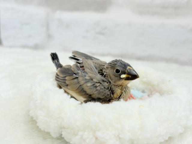 【最新画像更新🪄ひとり餌になりました☆】きらきらおめめに映る世界🐣🫧桜文鳥 ヒナ 桜文鳥