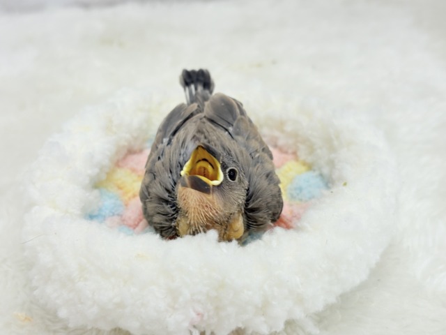 【最新画像更新🪄ひとり餌になりました☆】きらきらおめめに映る世界🐣🫧桜文鳥 ヒナ 桜文鳥