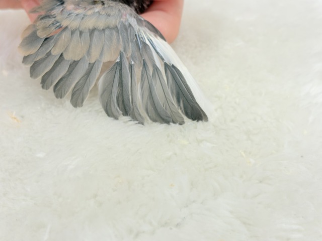 【最新画像更新🪄ひとり餌になりました☆】きらきらおめめに映る世界🐣🫧桜文鳥 ヒナ 桜文鳥