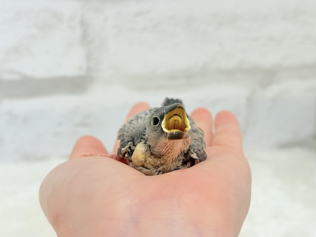 【最新画像更新🪄ひとり餌になりました☆】きらきらおめめに映る世界🐣🫧桜文鳥 ヒナ 桜文鳥