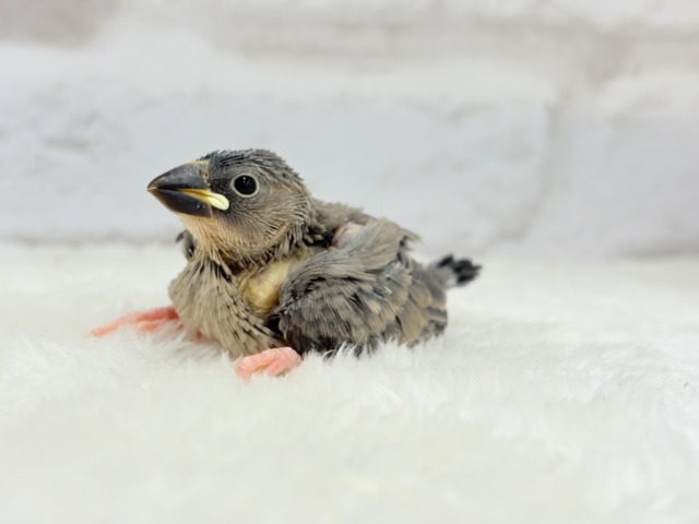 【最新画像更新🪄ひとり餌になりました☆】きらきらおめめに映る世界🐣🫧桜文鳥 ヒナ 桜文鳥