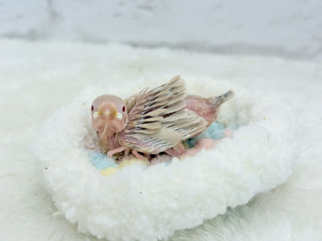 【最新画像更新🪄】ふわふわふんわりミルクティー🐣☕️シナモン文鳥 ヒナ シナモン文鳥