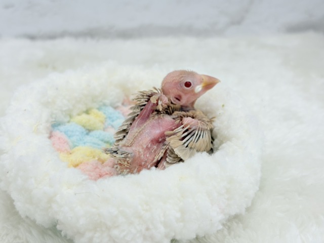 シナモン文鳥