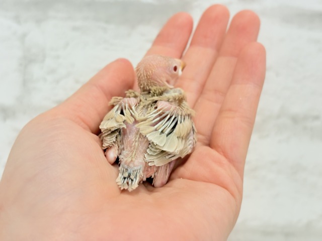 【最新画像更新🪄】ふわふわふんわりミルクティー🐣☕️シナモン文鳥 ヒナ シナモン文鳥