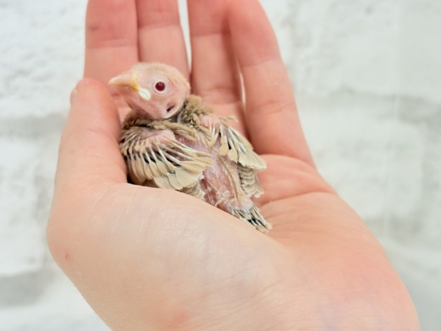 【最新画像更新🪄】ふわふわふんわりミルクティー🐣☕️シナモン文鳥 ヒナ シナモン文鳥