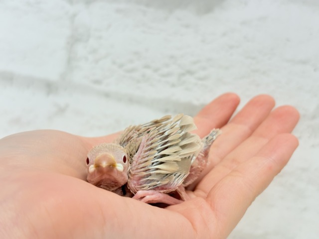 【最新画像更新🪄】ふわふわふんわりミルクティー🐣☕️シナモン文鳥 ヒナ シナモン文鳥
