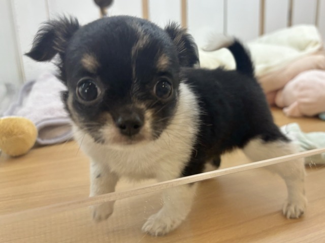 チワワ