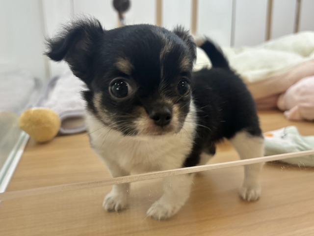 チワワ