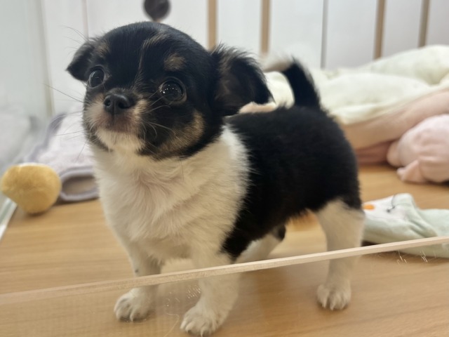 チワワ