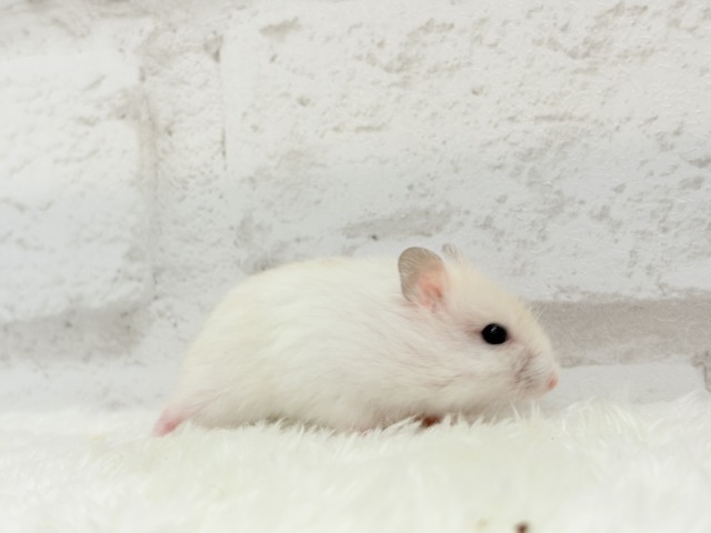 テチテチ🐾ミルクたっぷり淡カラー🐹🧁パールホワイトハムスター(女の子) ドワーフハムスターの1種
