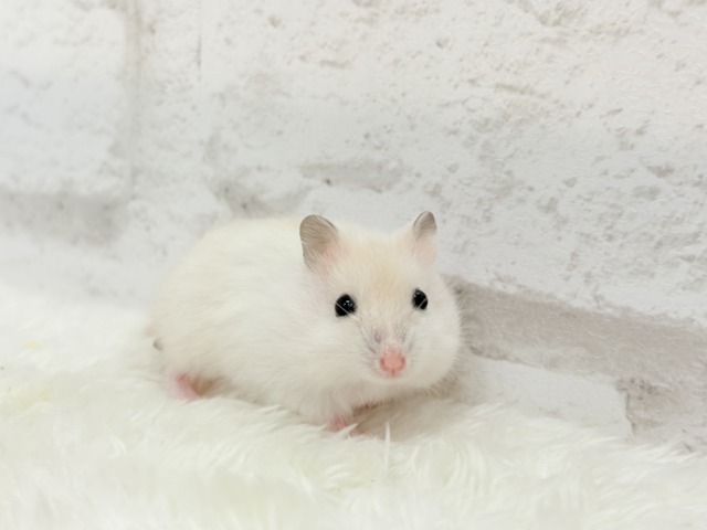 ドワーフハムスターの1種