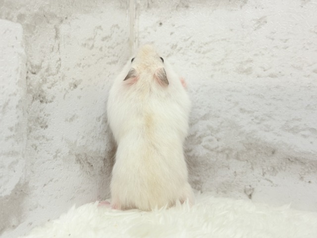 テチテチ🐾ミルクたっぷり淡カラー🐹🧁パールホワイトハムスター(女の子) ドワーフハムスターの1種