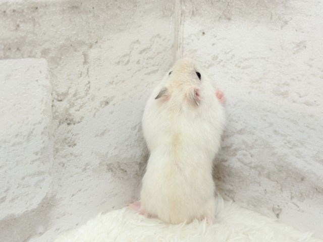 テチテチ🐾ミルクたっぷり淡カラー🐹🧁パールホワイトハムスター(女の子) ドワーフハムスターの1種