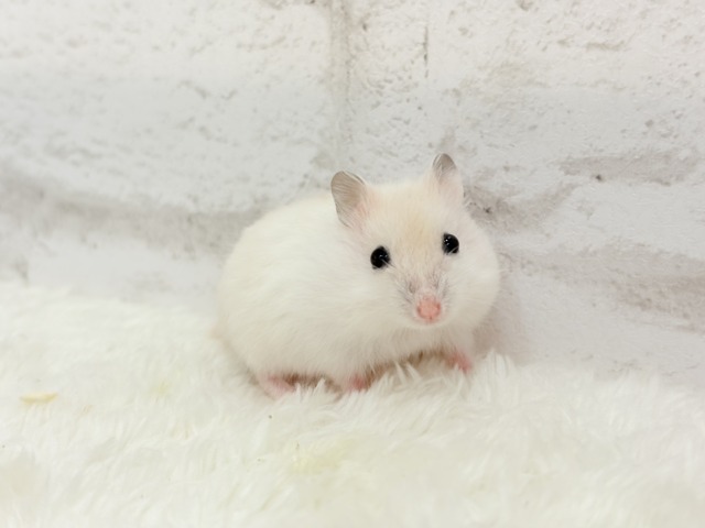 テチテチ🐾ミルクたっぷり淡カラー🐹🧁パールホワイトハムスター(女の子) ドワーフハムスターの1種