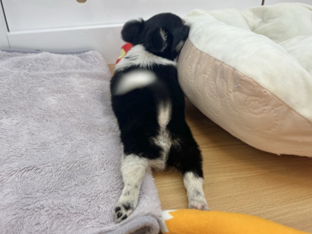 チワワ
