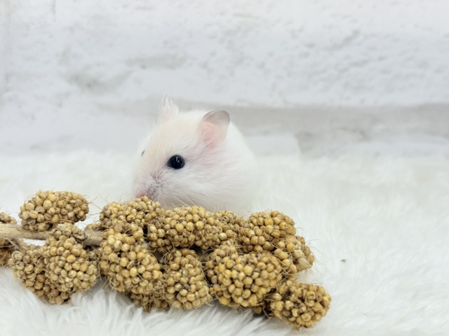 テチテチ🐾ミルクたっぷり淡カラー🐹🧁パールホワイトハムスター(女の子) ドワーフハムスターの1種