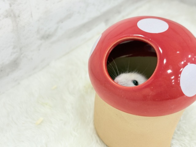 テチテチ🐾ミルクたっぷり淡カラー🐹🧁パールホワイトハムスター(女の子) ドワーフハムスターの1種