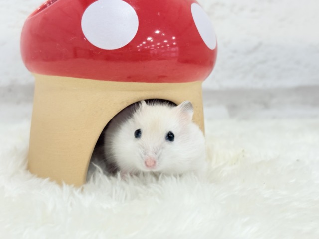 テチテチ🐾ミルクたっぷり淡カラー🐹🧁パールホワイトハムスター(女の子) ドワーフハムスターの1種